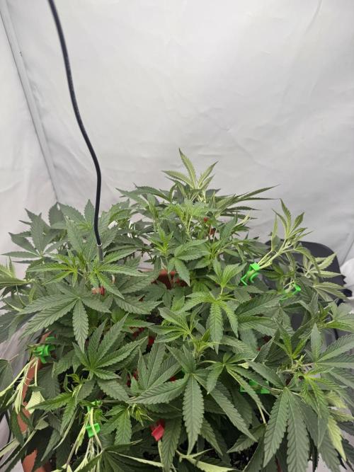 Wizard Trees Potion Scrog. Week 8