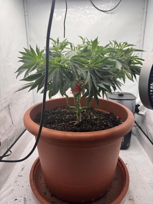 Wizard Trees Potion Scrog. Week 8