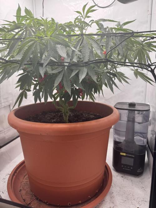 Wizard Trees Potion Scrog. Week 9