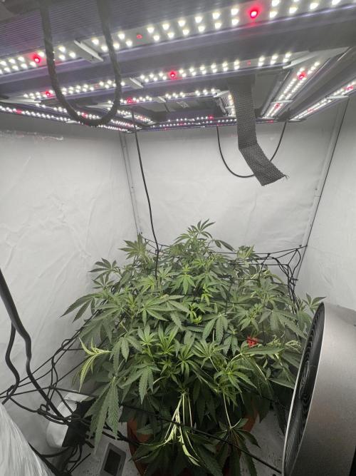 Wizard Trees Potion Scrog. Week 9