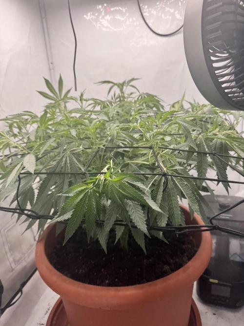 Wizard Trees Potion Scrog. Week 9