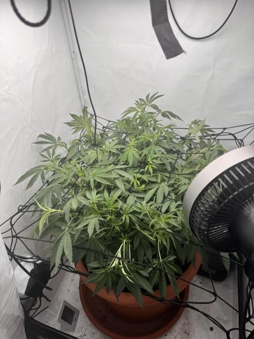 Wizard Trees Potion Scrog. Week 9