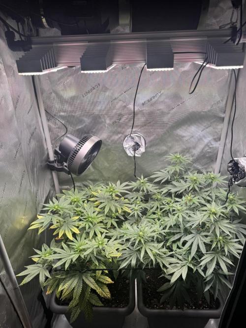 Fruity Cali Strains. Week 8
