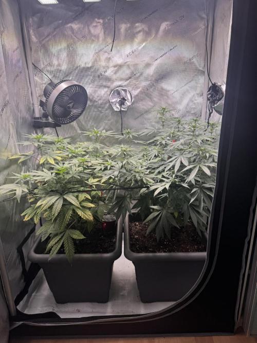 Fruity Cali Strains. Week 8