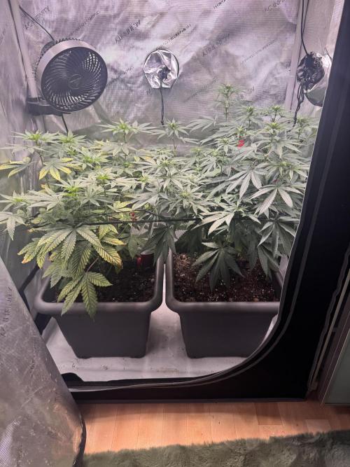 Fruity Cali Strains. Week 8