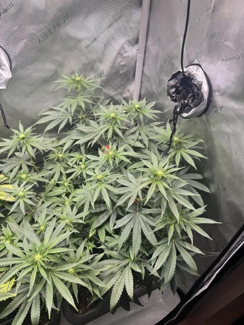 Fruity Cali Strains. Week 8