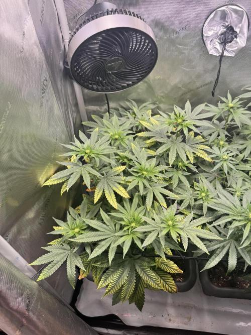 Fruity Cali Strains. Week 8