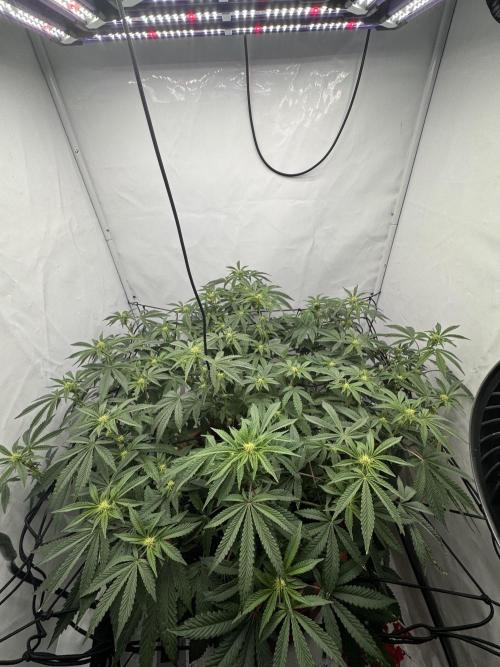Wizard Trees Potion Scrog. Week 10
