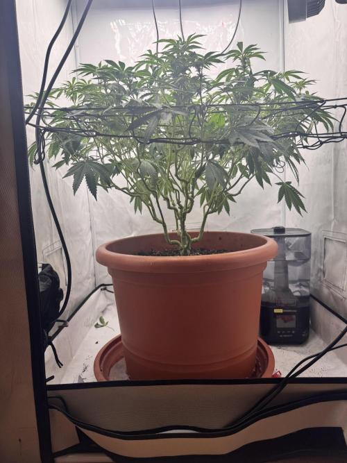 Wizard Trees Potion Scrog. Week 10