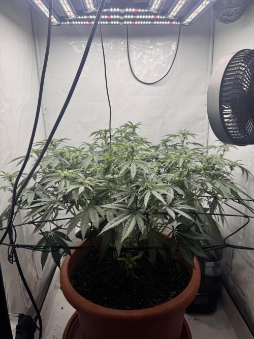 Wizard Trees Potion Scrog. Week 10
