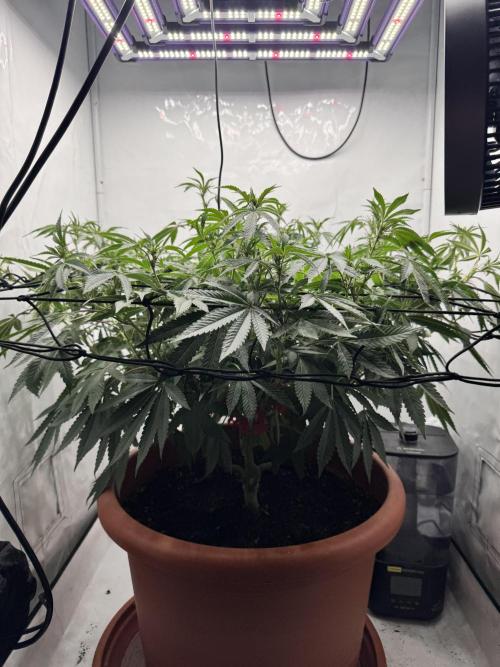 Wizard Trees Potion Scrog. Week 10