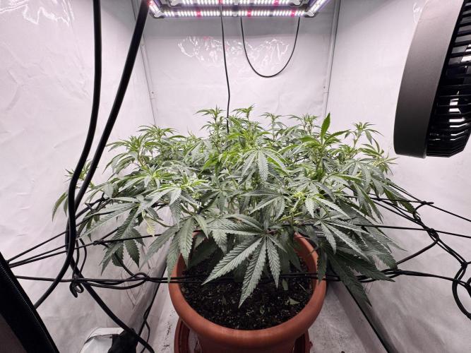 Wizard Trees Potion Scrog. Week 10