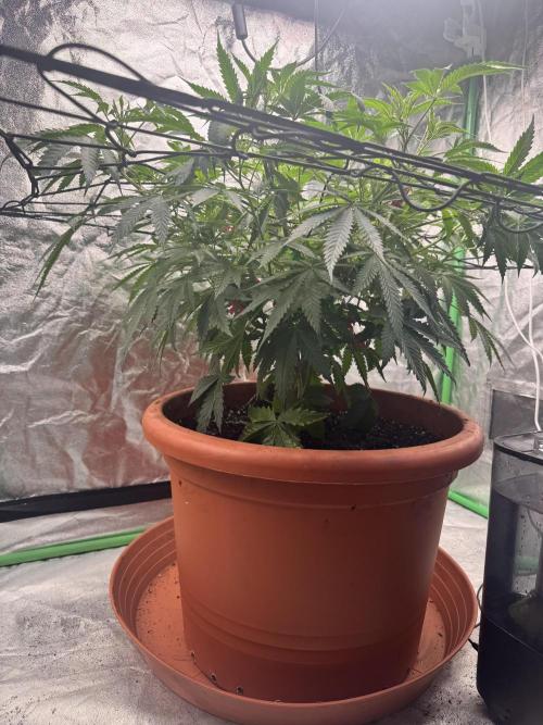 Colorado Nightshifter SCROG. Week 6
