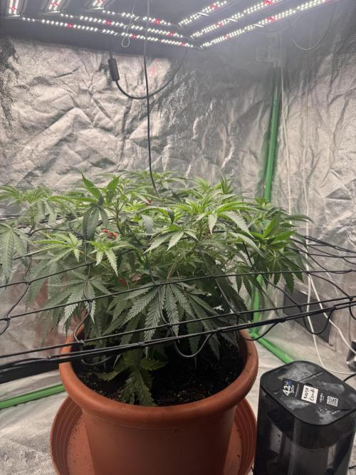 Colorado Nightshifter SCROG. Week 6