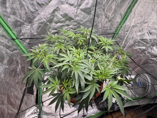 Colorado Nightshifter SCROG. Week 6