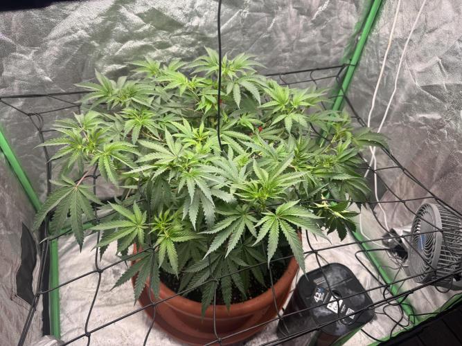 Colorado Nightshifter. Week 6
