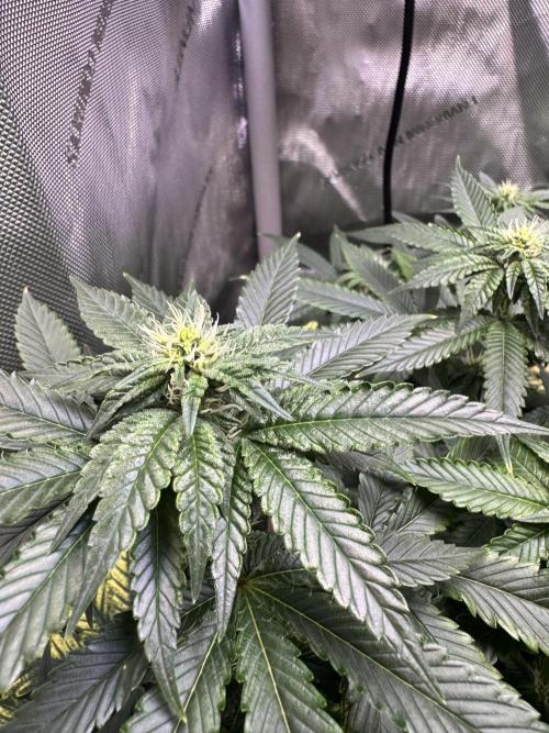 Fruity Cali Strains. Week 9