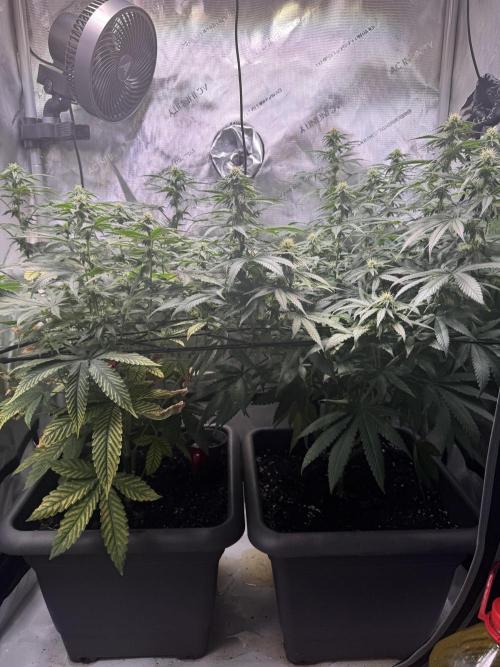 Fruity Cali Strains. Week 9