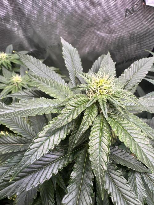 Fruity Cali Strains. Week 9 - Studio 