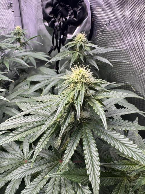Fruity Cali Strains. Week 9 - Lemon 