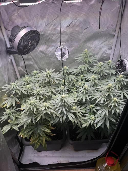 Fruity Cali Strains. Week 9