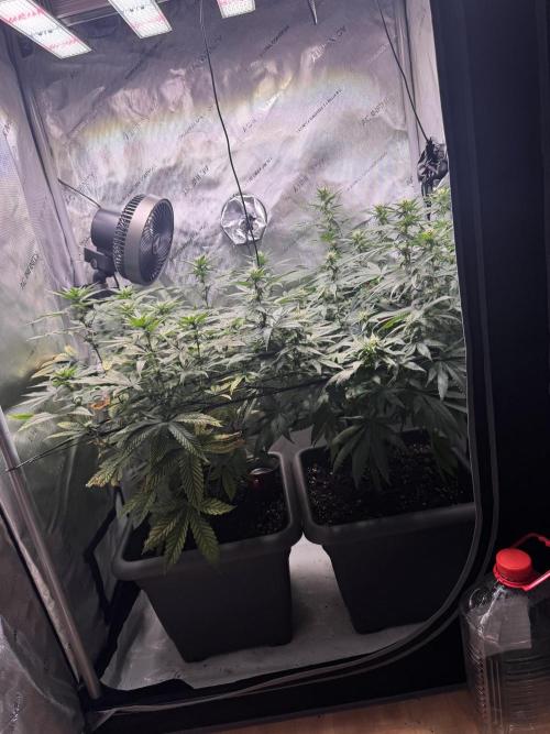 Fruity Cali Strains. Week 9