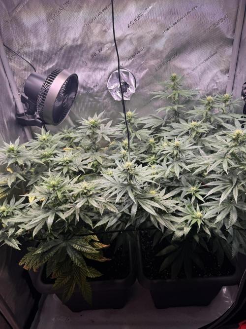 Fruity Cali Strains. Week 9