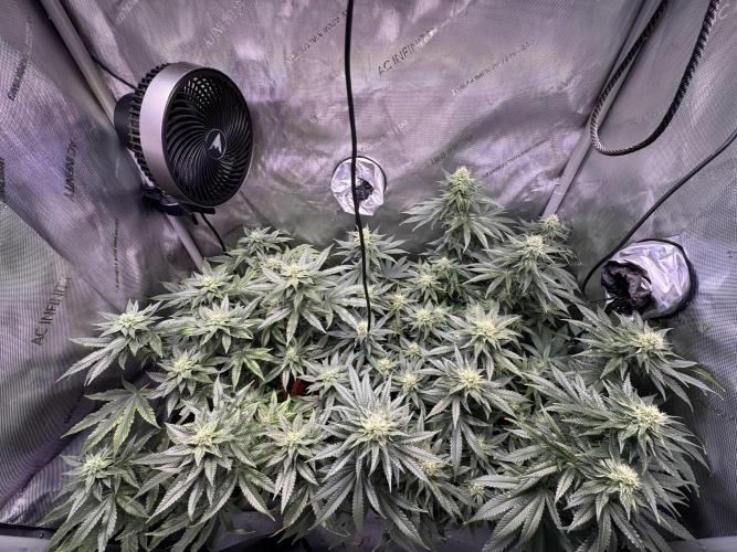 Fruity Cali Strains. Week 11