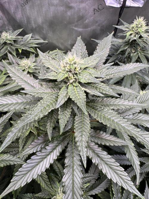 Fruity Cali Strains. Week 11