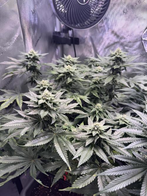 Fruity Cali Strains. Week 11