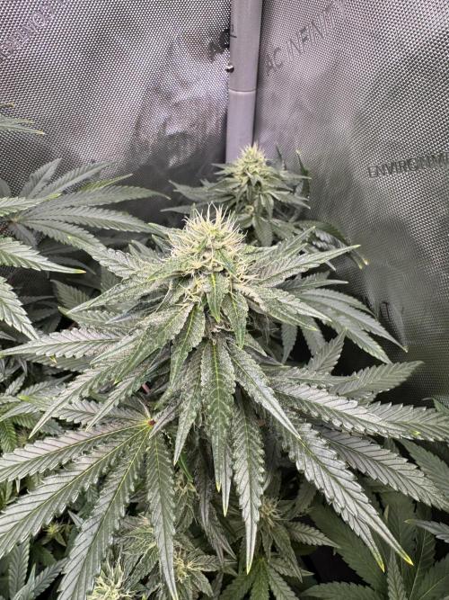 Fruity Cali Strains. Week 11