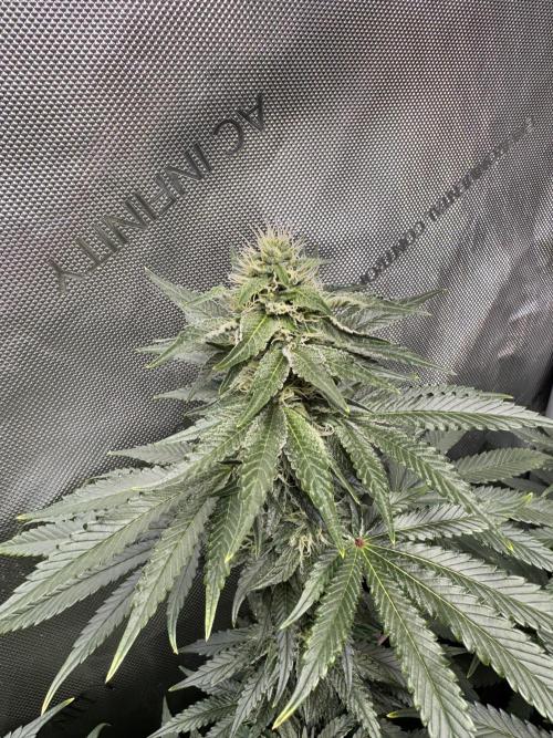 Fruity Cali Strains. Week 11