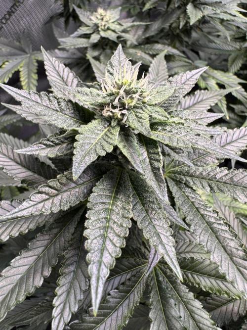 Fruity Cali Strains. Week 11