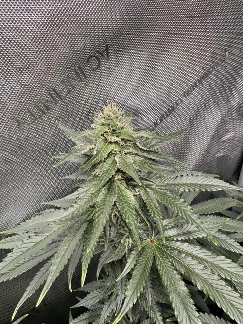 Fruity Cali Strains. Week 11