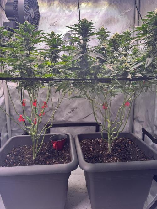 Fruity Cali Strains. Week 11