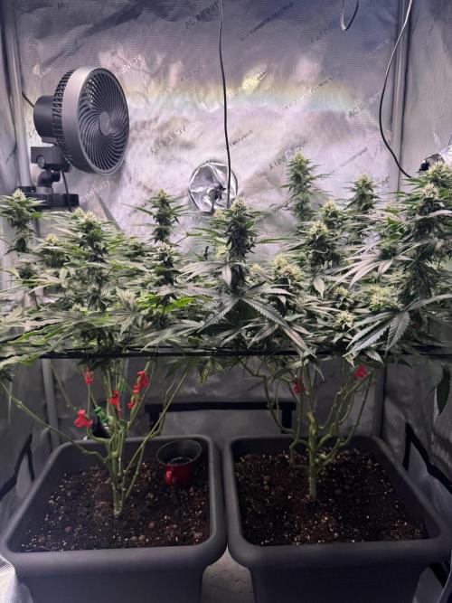 Fruity Cali Strains. Week 11