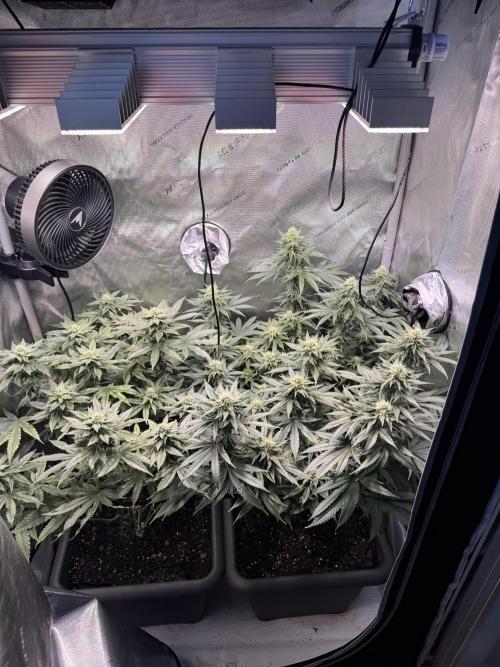 Fruity Cali Strains. Week 11