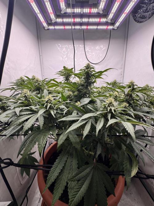 Wizard Trees Potion Scrog. Week 11