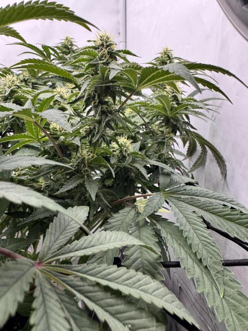 Wizard Trees Potion Scrog. Week 11