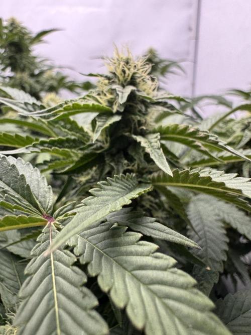 Wizard Trees Potion Scrog. Week 11