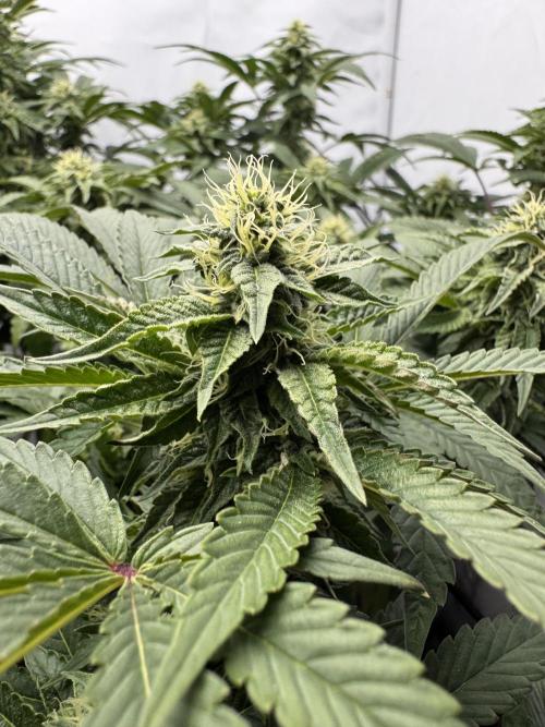 Wizard Trees Potion Scrog. Week 11