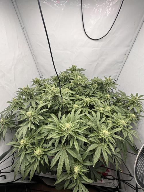 Wizard Trees Potion Scrog. Week 11