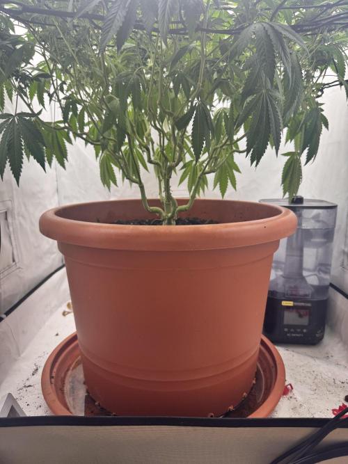 Wizard Trees Potion Scrog. Week 11