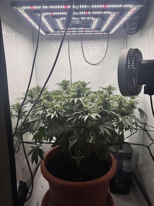 Wizard Trees Potion Scrog. Week 11