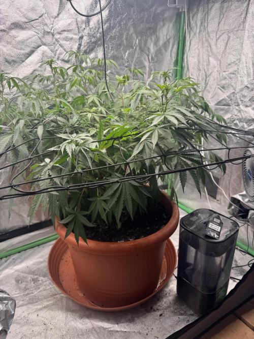 Colorado Nightshifter SCROG. Week 7