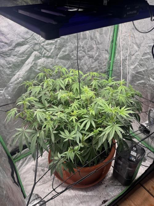 Colorado Nightshifter. Week 7