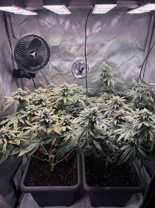 Fruity Cali Strains. Week 12