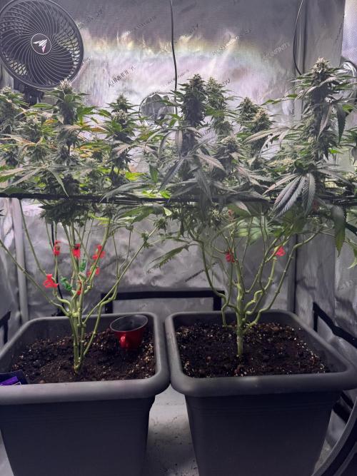 Fruity Cali Strains. Week 12