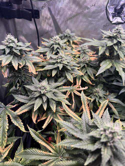 Fruity Cali Strains. Week 12 - Studio cherry 