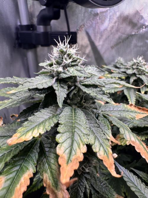 Fruity Cali Strains. Week 12 - Studio cherry 
